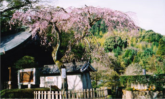 しだれ桜